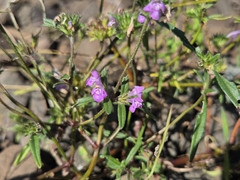 Galeopsis angustifolia, photograph (c) Bellsprout, some rights reserved (CC BY)