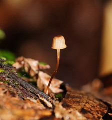 Mycena mamaku