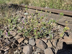 Galeopsis angustifolia, photograph (c) Bellsprout, some rights reserved (CC BY)