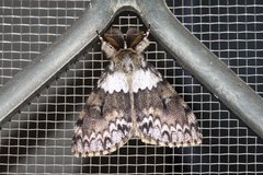 Lymantria sinica sinica