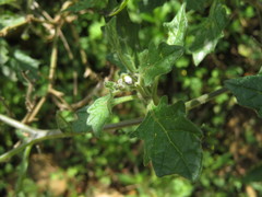 Solanum grandidentatum