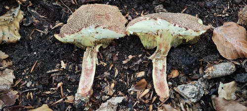 Red-cracking Bolete