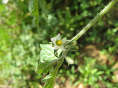 Solanum grandidentatum