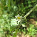 Solanum grandidentatum - Photo (c) Rob Westerduijn, some rights reserved (CC BY-NC), uploaded by Rob Westerduijn