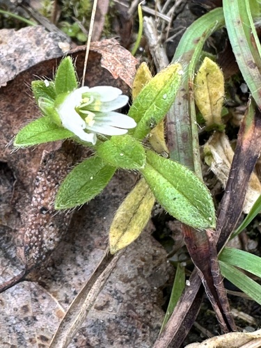 Cerastium holosteoides, photograph 4