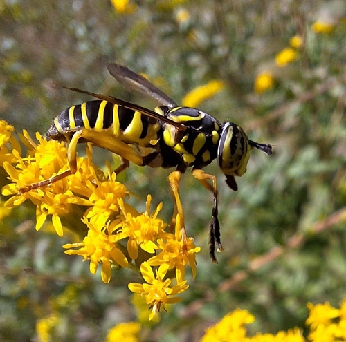 Eastern Hornet Fly