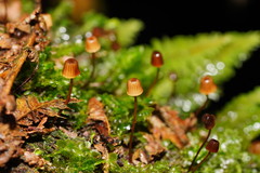 Mycena mamaku
