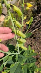 Crotalaria spectabilis, photograph (c) David Wilkins, some rights reserved (CC BY)