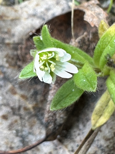 Cerastium holosteoides, photograph 5