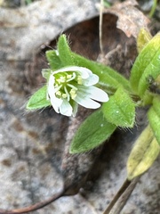 Cerastium holosteoides, photograph (c) Алёна Осипова, some rights reserved (CC BY)