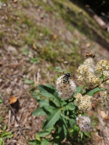 Narrow-banded Pond Fly