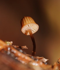 Mycena mamaku
