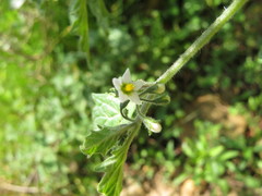 Solanum grandidentatum