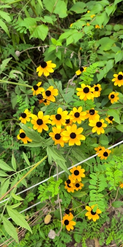 brown-eyed Susan