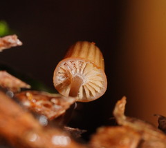 Mycena mamaku