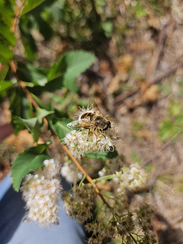 Common Drone Fly