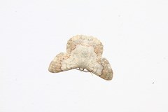 Pingasa ruginaria pacifica