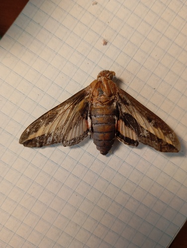 Bedstraw Hawkmoth