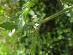 Solanum grandidentatum