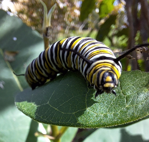 Monarch