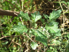 Solanum grandidentatum