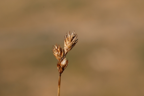 Carex leporina, 2026-09-19