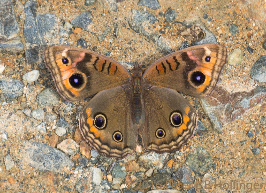 Junonia evarete image