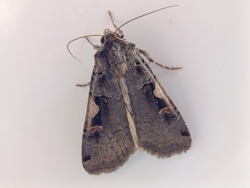 Setaceous Hebrew Character
