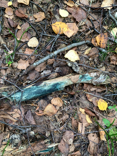 Chlorociboria
