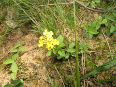 Lantana reptans