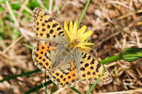 Queen of Spain Fritillary