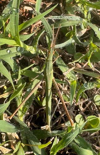 Mediterranean Slant-faced Grasshopper