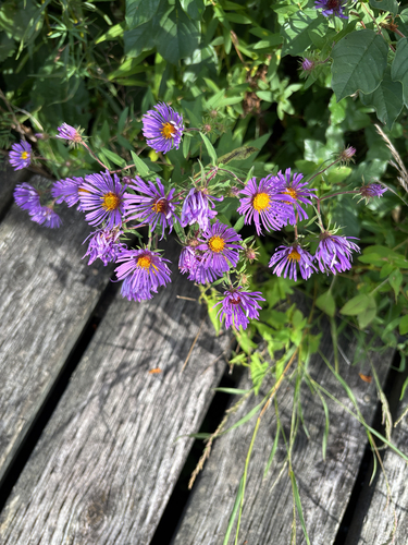New England aster