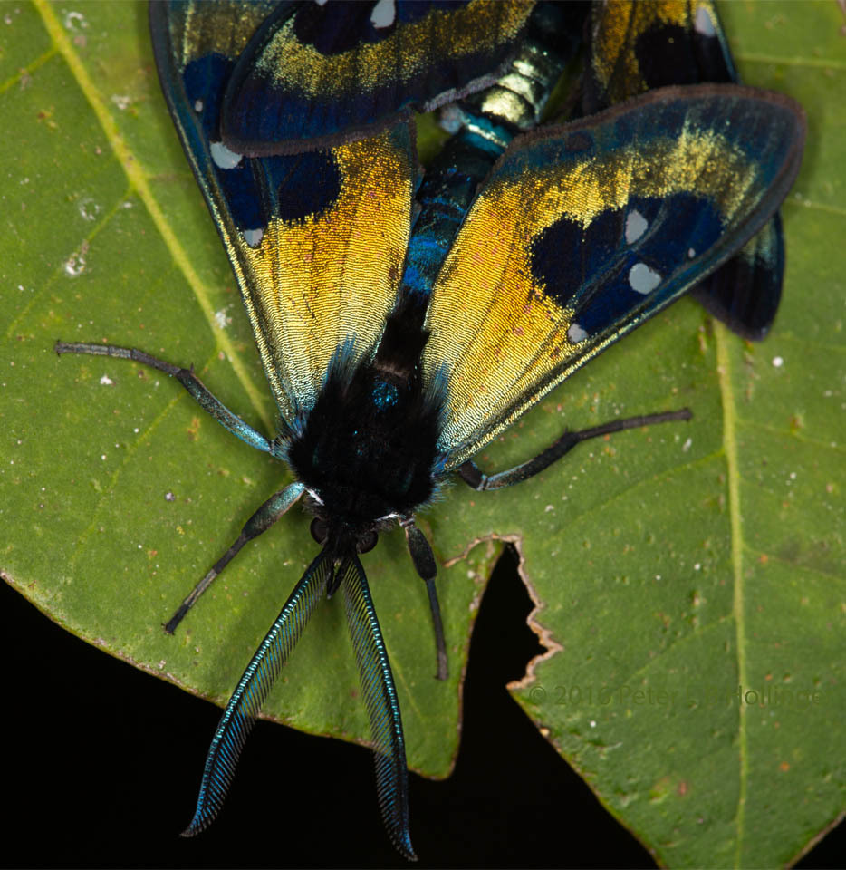 Chrysocale splendens image