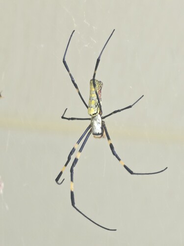 Joro Spider