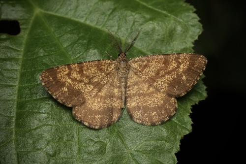 Common Heath
