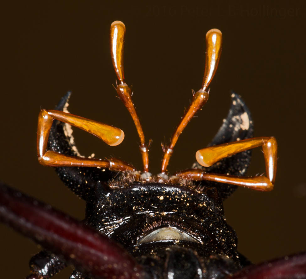 Prionacalus image