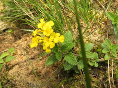 Lantana reptans