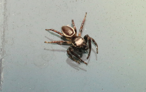Bronze Jumping Spider