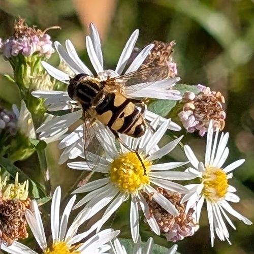 Narrow-headed Marsh Fly