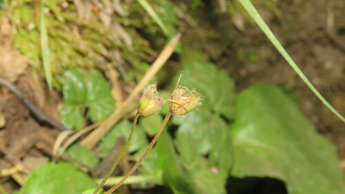 Ourisia ruellioides, photograph 1