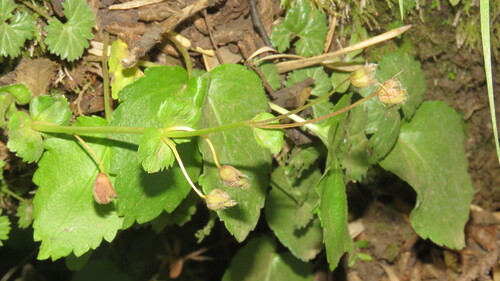 Ourisia ruellioides, photograph 2