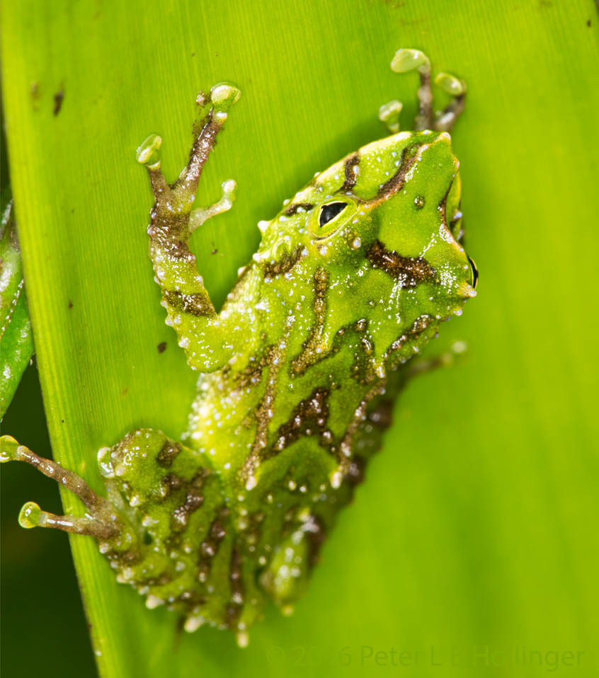 Pristimantis galdi image