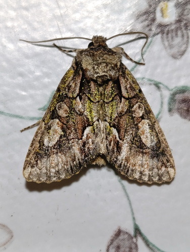Green-brindled Crescent