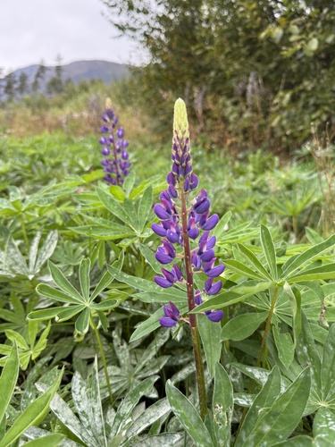 Large-leaved lupine
