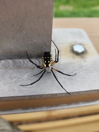 Yellow Garden Spider