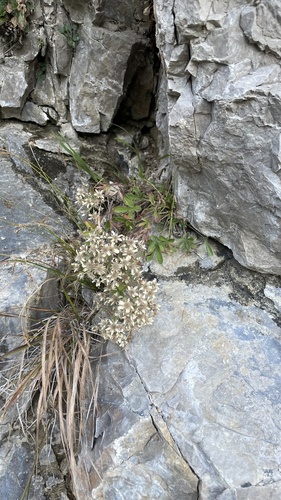 Alpine calcareous potentilla