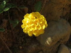 Lantana reptans