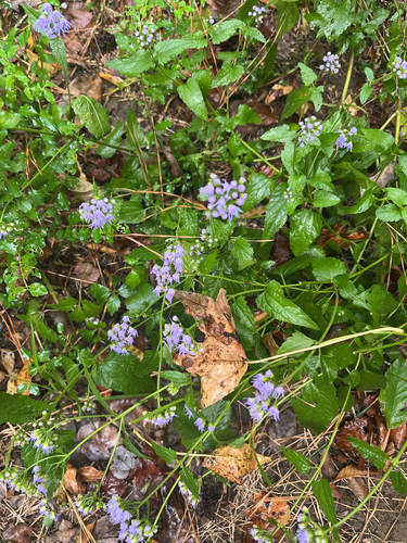 blue mistflower