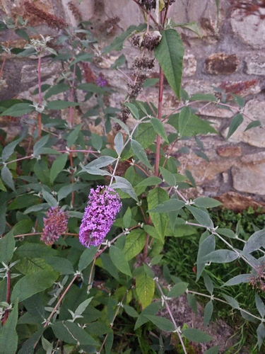 Butterfly bush